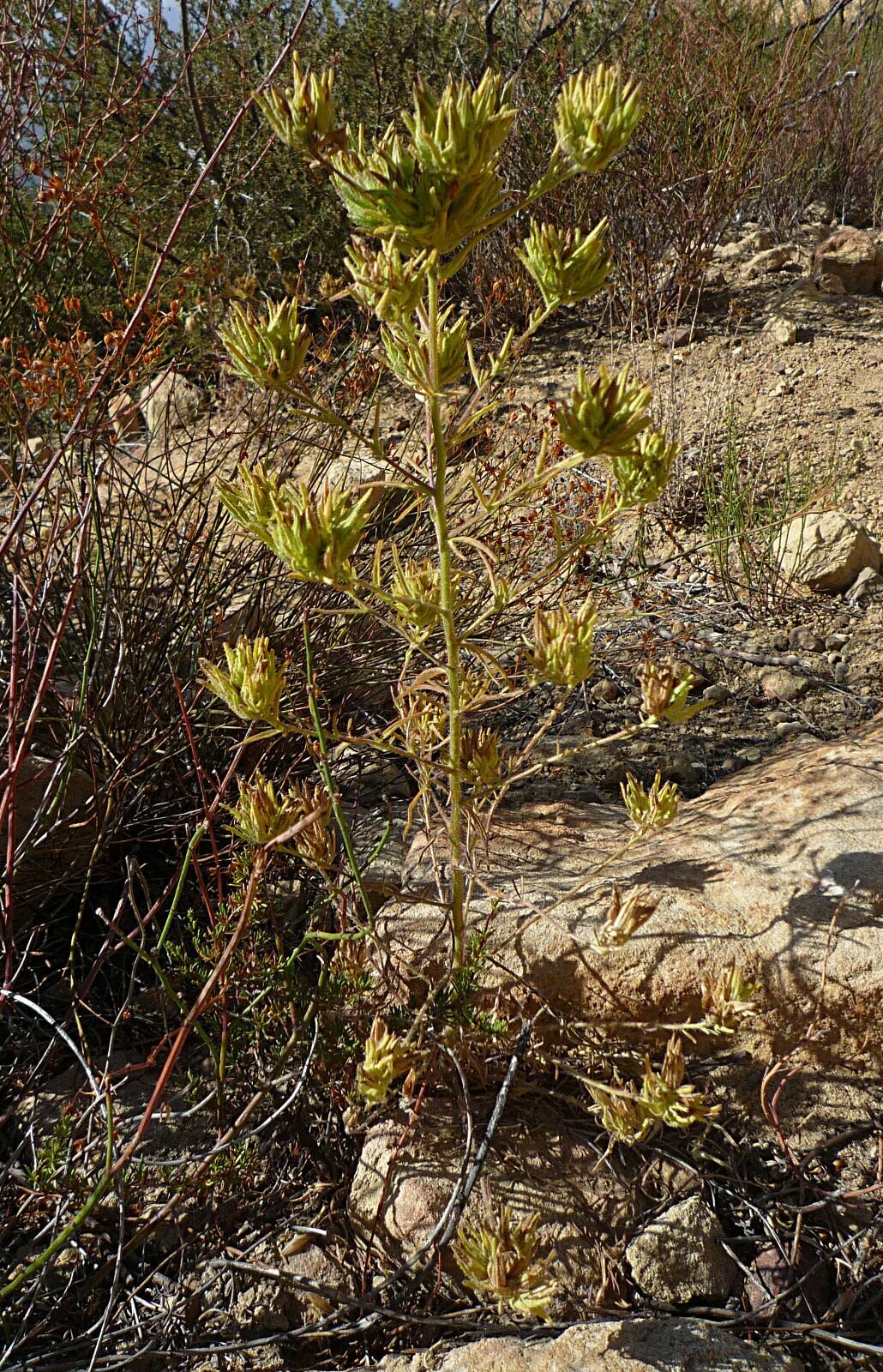 High Resolution Cordylanthus rigidus Plant